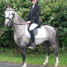 Welsh Pony (sec B) Romeo - SOLGT