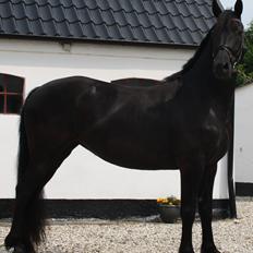 Anden særlig race Zilke  (DV+Frieser) - SOLGT