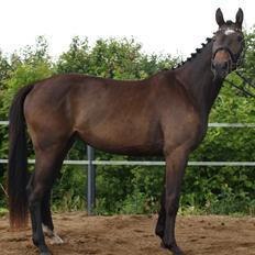 Dansk Varmblod Corvette Royal