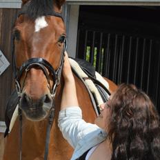 Dansk Varmblod Coctail
