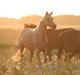 Palomino Rainbow Emily Rose