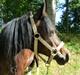 Welsh Pony af Cob-type (sec C) Pristina<3