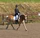Haflinger Lukas