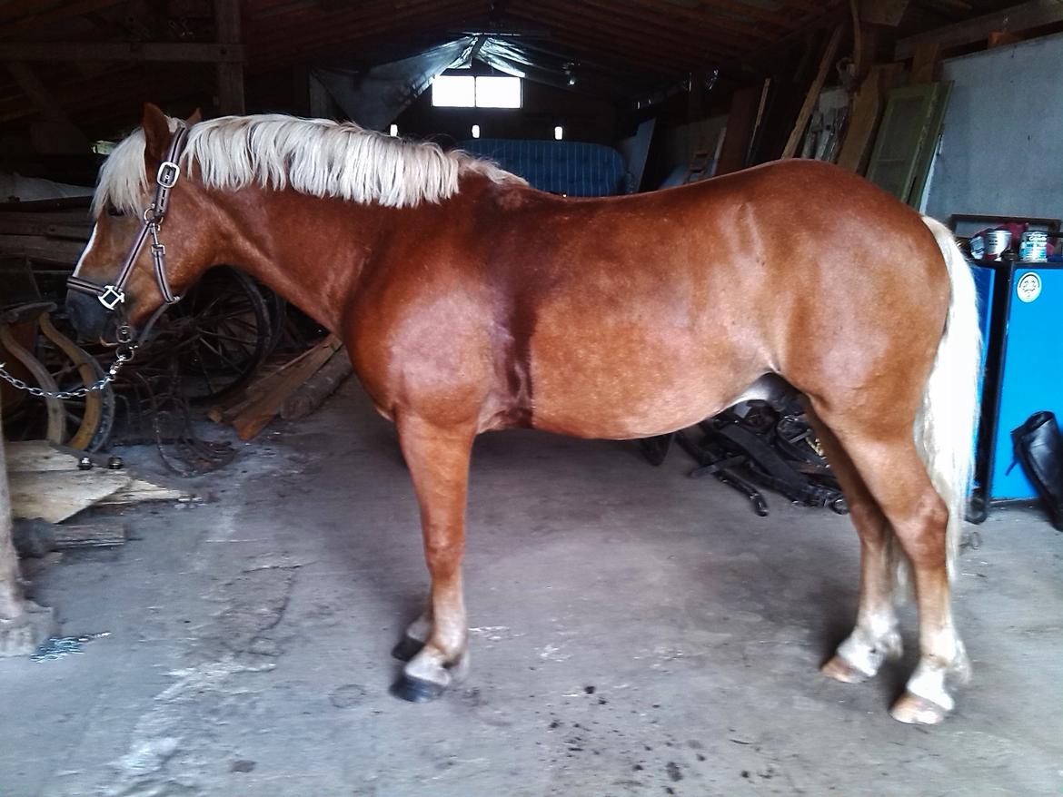 Haflinger Albert - 12.08-13 billede 12