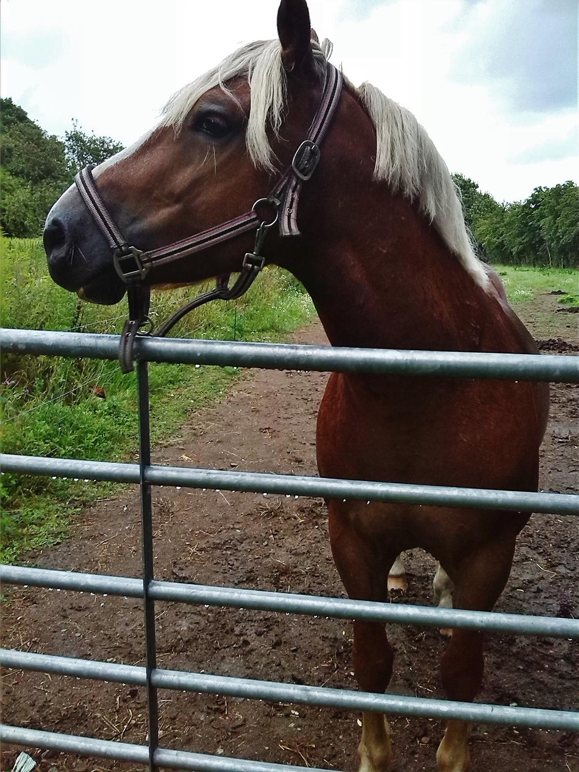 Haflinger Albert billede 13