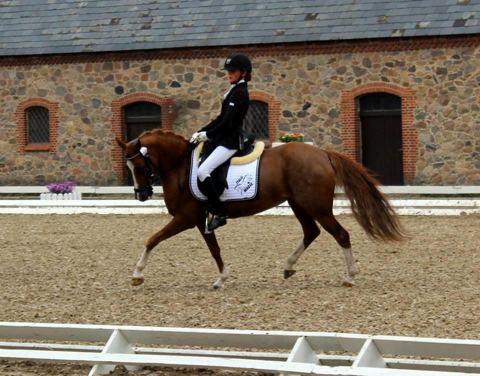 Welsh Pony (sec B) *Saffira Stal Bruggeweerd* A-Pony* Solgt :-'( - DM billede 14
