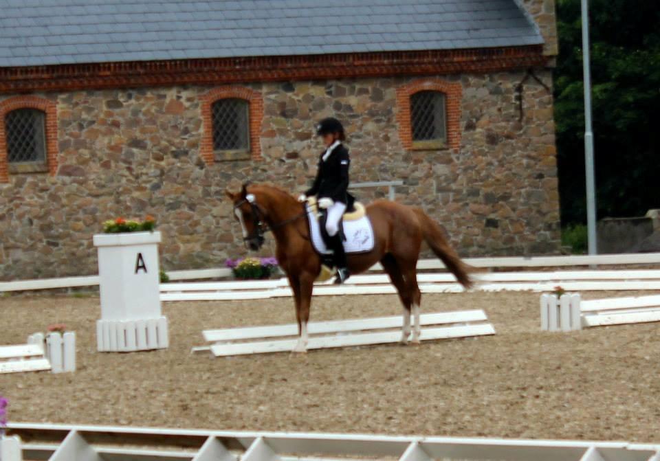 Welsh Pony (sec B) *Saffira Stal Bruggeweerd* A-Pony* Solgt :-'( - <3 Laffe <3  billede 16