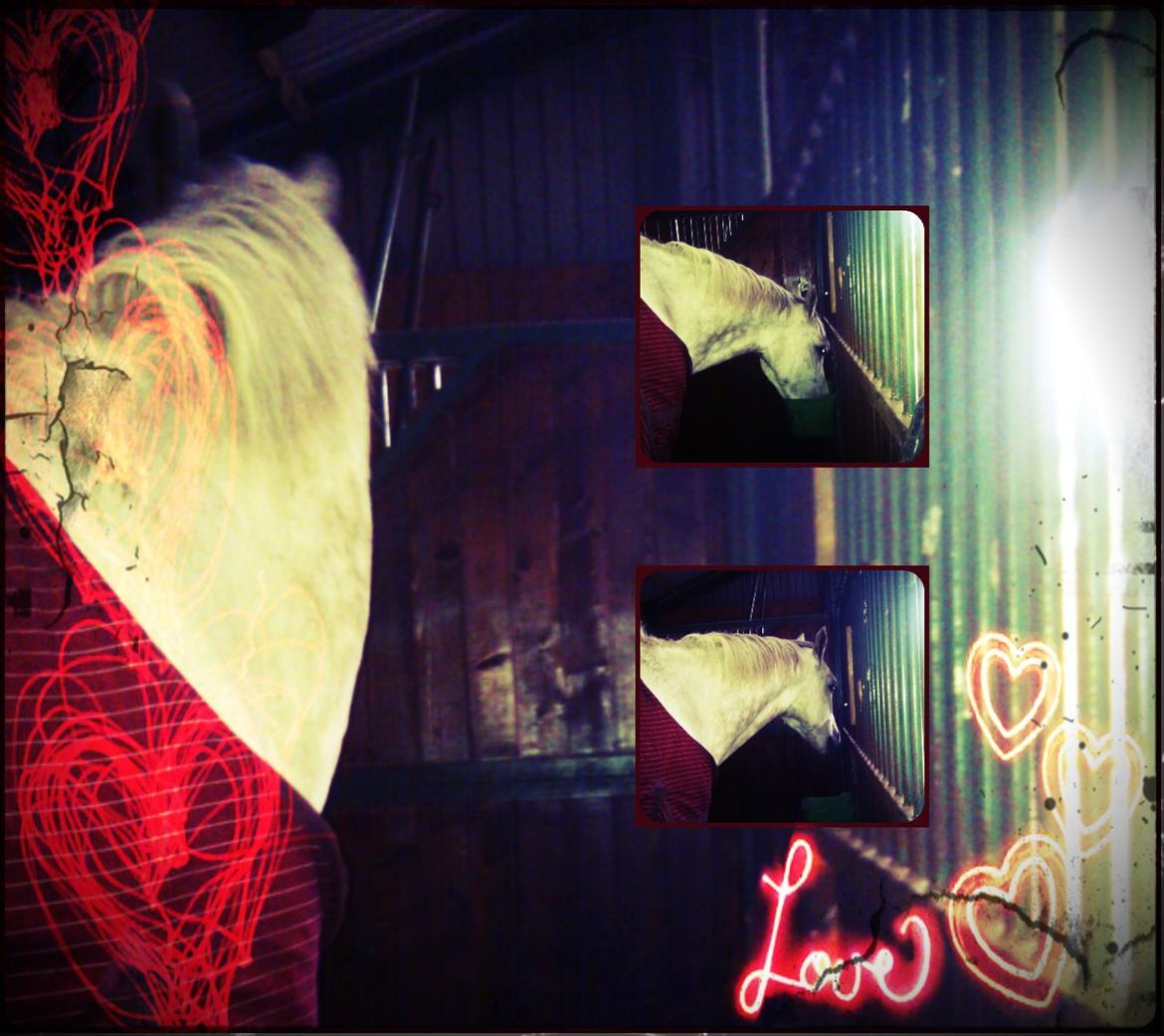 Holstener Unicorn choise - Morgenmad - sidste fodring FOTO: CT billede 26