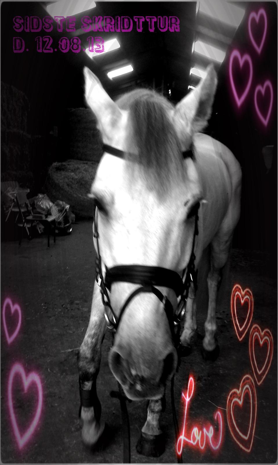 Holstener Unicorn choise - Sidste lille skridttur inden han blev hentet FOTO: CT billede 27