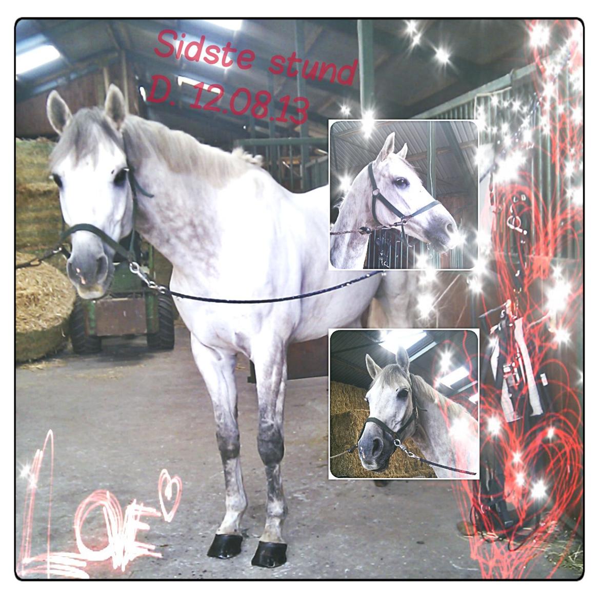 Holstener Unicorn choise - Hygge stund - inden han blev hentet FOTO: CT billede 28