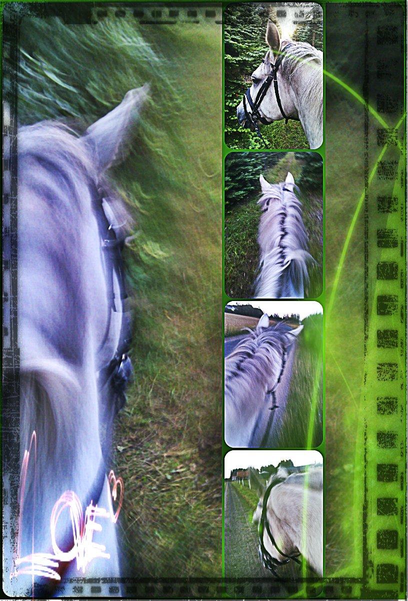 Holstener Unicorn choise - Sidste skovtur på prinsen :) Dagen inden han blev hentet FOTO: CT billede 25