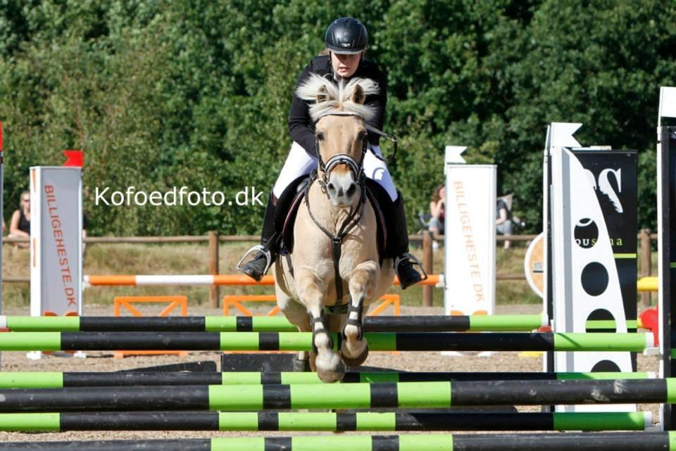 Fjordhest Romeo's Celine - DM på birken 2013 billede 14