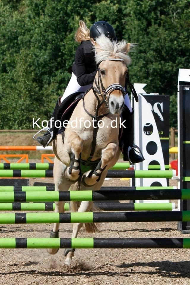 Fjordhest Romeo's Celine - DM på birken 2013 billede 16