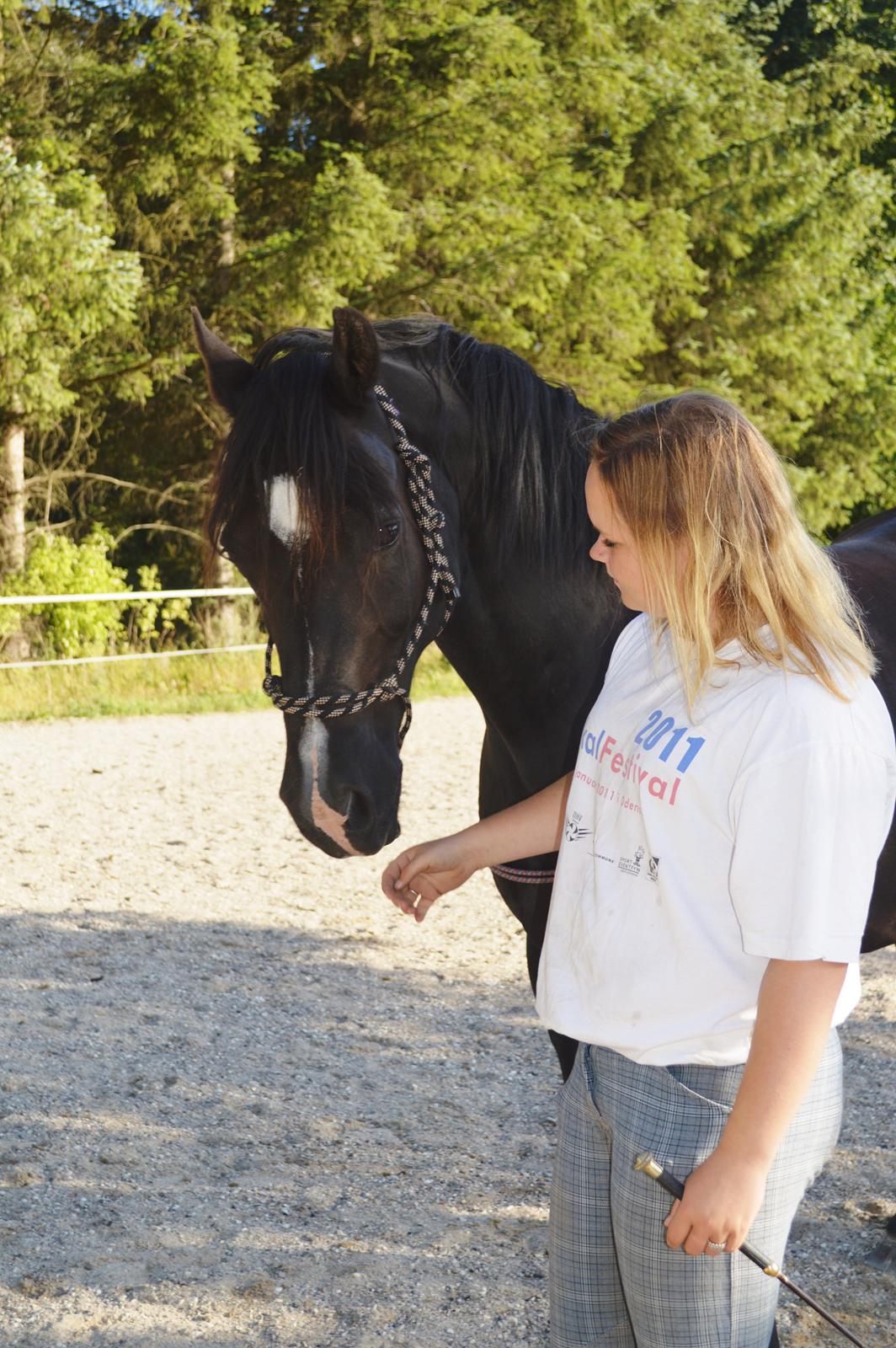 Welsh Cob (sec D) Valhallas Jesse James den smukke! billede 24