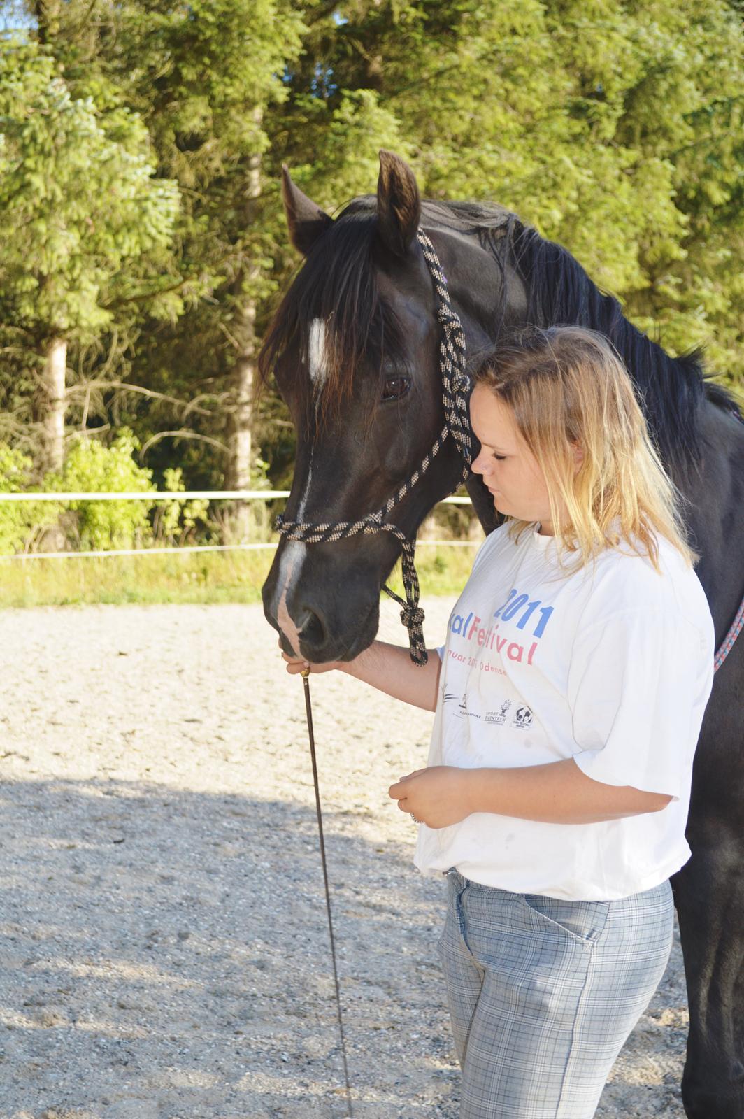 Welsh Cob (sec D) Valhallas Jesse James den smukke! billede 25