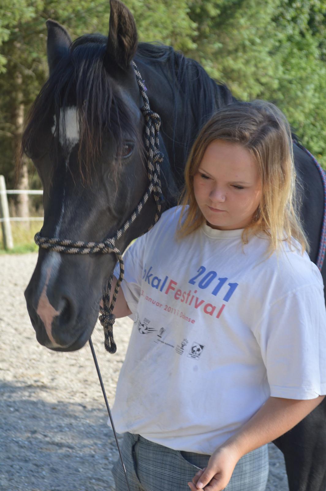 Welsh Cob (sec D) Valhallas Jesse James den smukke! billede 26