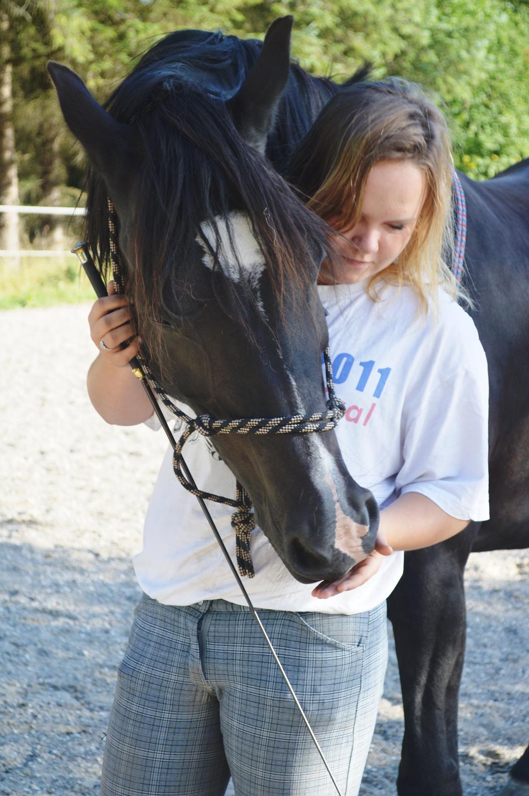 Welsh Cob (sec D) Valhallas Jesse James den smukke! billede 27