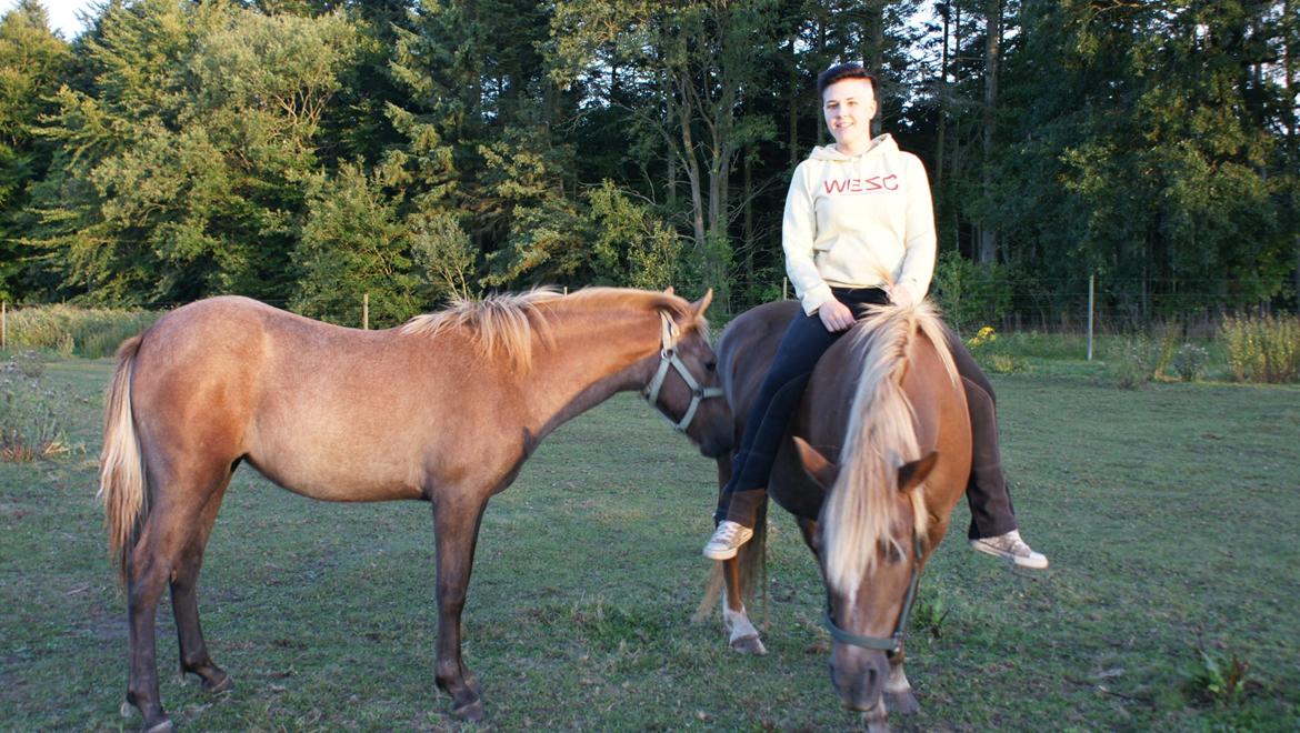 Anden særlig race Garcia Fox pox solgt billede 20