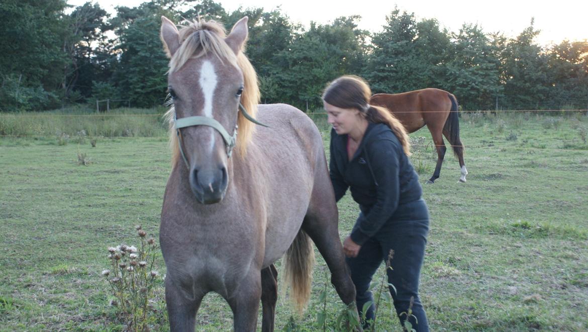 Anden særlig race Garcia Fox pox solgt billede 23