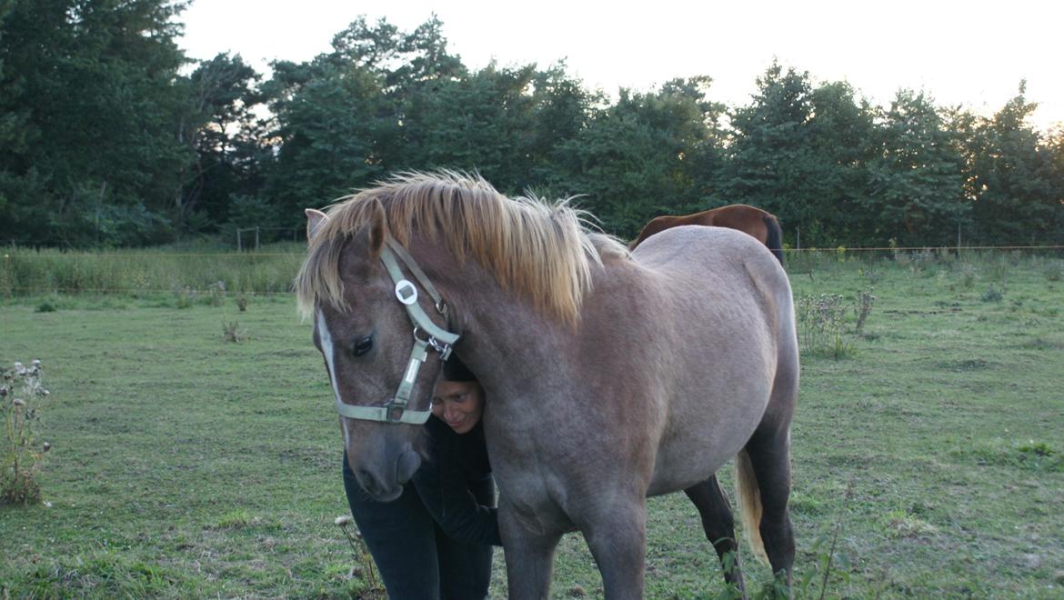Anden særlig race Garcia Fox pox solgt billede 24