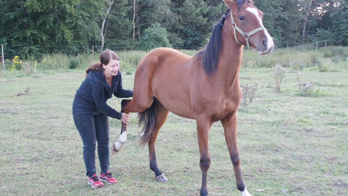 Arabisk fuldblod (OX) Carola Zaxzina Pox billede 16