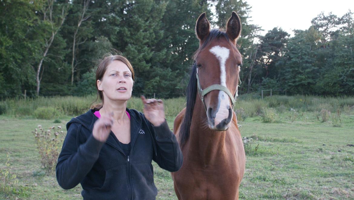 Arabisk fuldblod (OX) Carola Zaxzina Pox billede 17