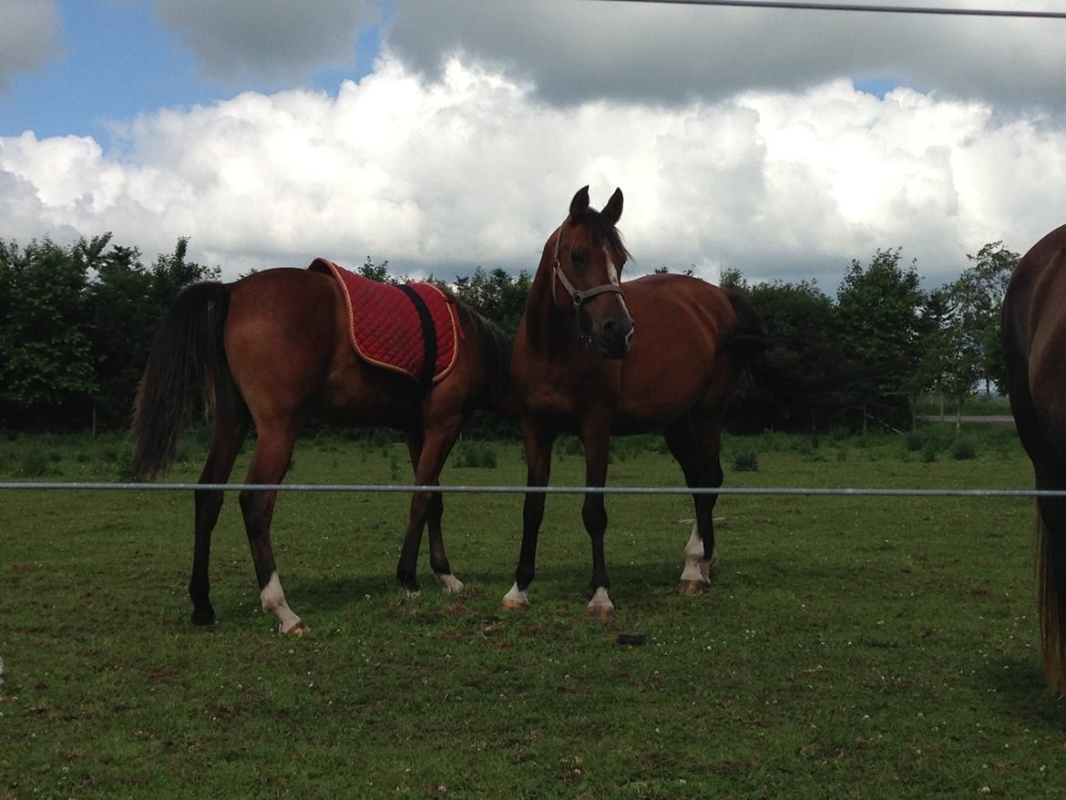 Arabisk fuldblod (OX) Carola Zaxzina Pox billede 19