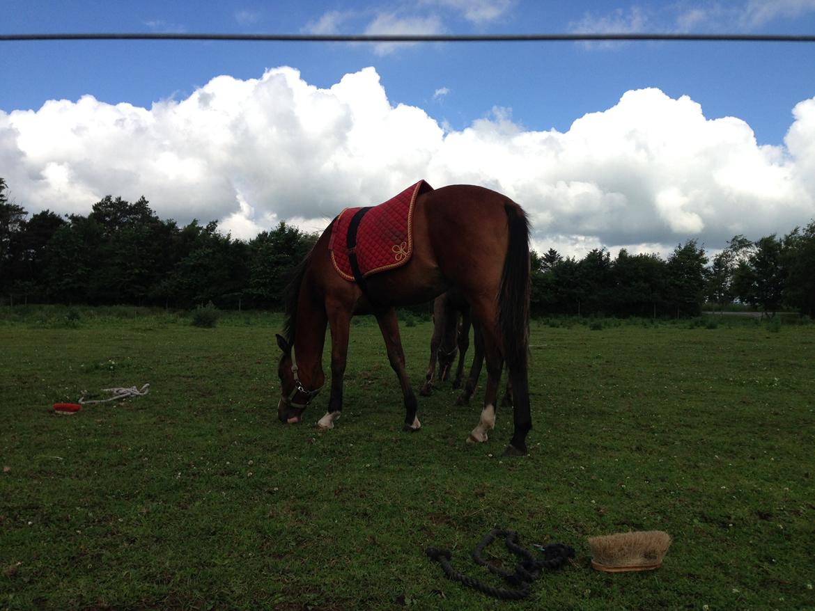 Arabisk fuldblod (OX) Carola Zaxzina Pox billede 20