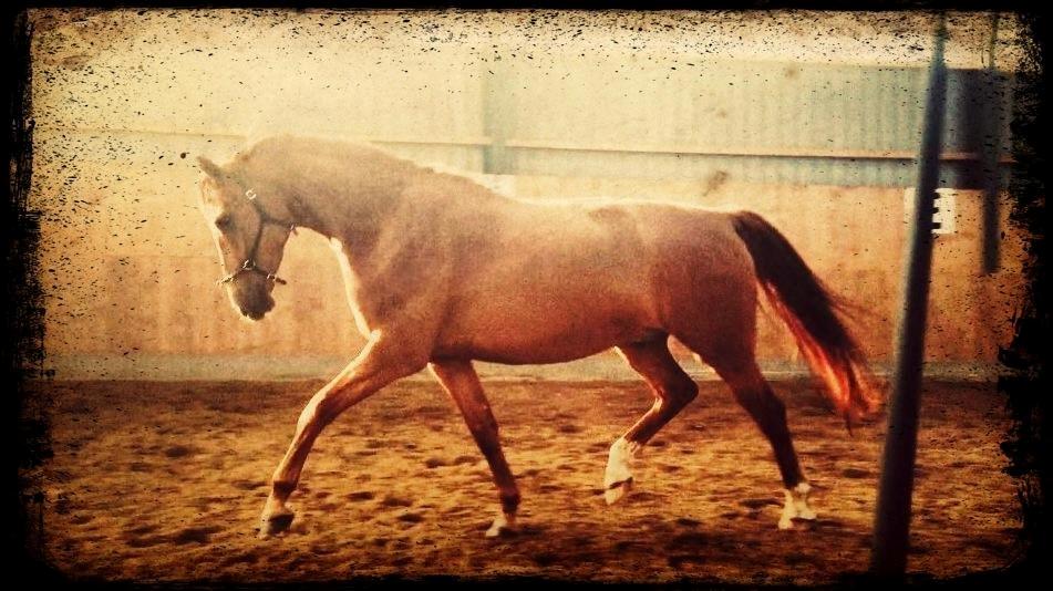 Tysk Oldenburger Immernenz (Bimmer) <3 - d. 29.07.2013 billede 5