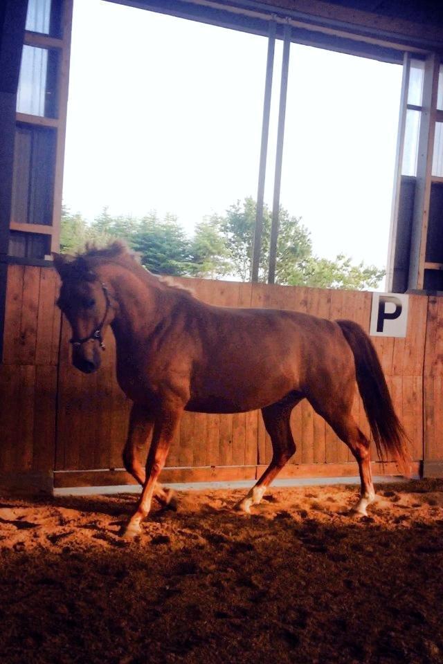 Tysk Oldenburger Immernenz (Bimmer) <3 - d. 29.07.2013 billede 6