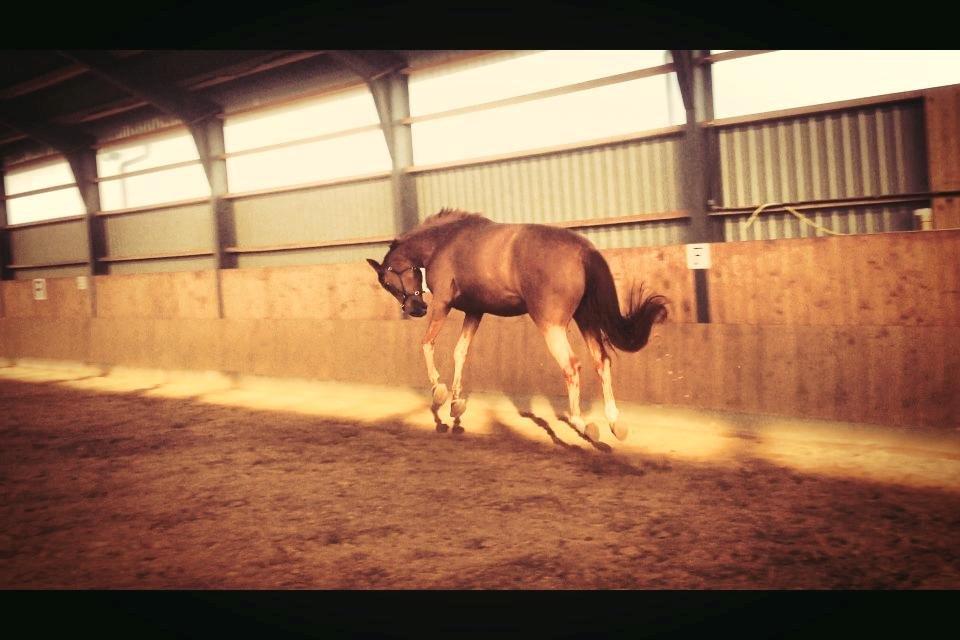 Tysk Oldenburger Immernenz (Bimmer) <3 - d. 29.07.2013 i et bukkespring ;) billede 9