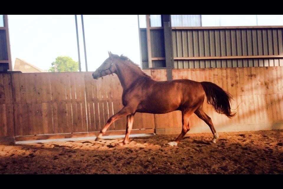 Tysk Oldenburger Immernenz (Bimmer) <3 - d. 29.07.2013 billede 10