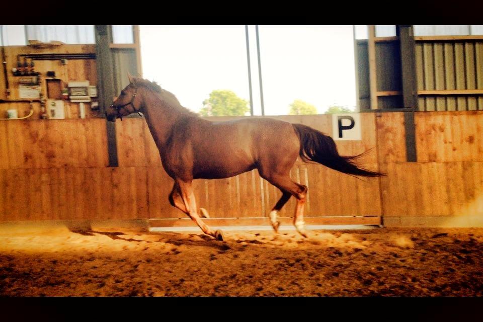 Tysk Oldenburger Immernenz (Bimmer) <3 - d. 29.07.2013 billede 8