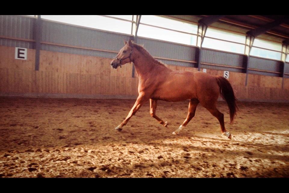 Tysk Oldenburger Immernenz (Bimmer) <3 - d. 29.07.2013 billede 11