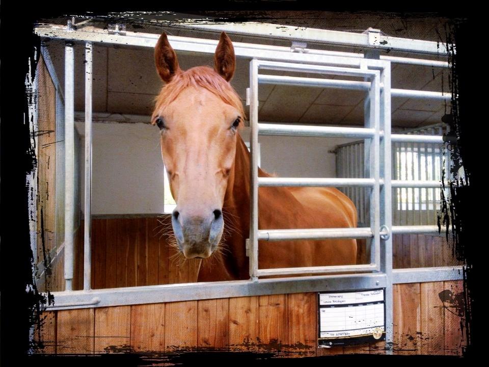 Tysk Oldenburger Immernenz (Bimmer) <3 - d. 03.08.2013 billede 4