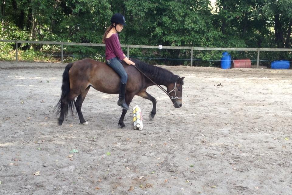 Anden særlig race Hollywood (Holly) billede 1