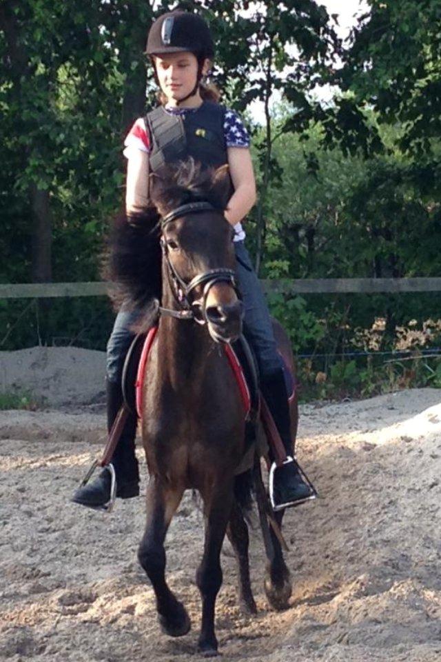 Anden særlig race Hollywood (Holly) billede 2