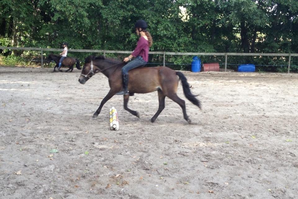 Anden særlig race Hollywood (Holly) billede 3