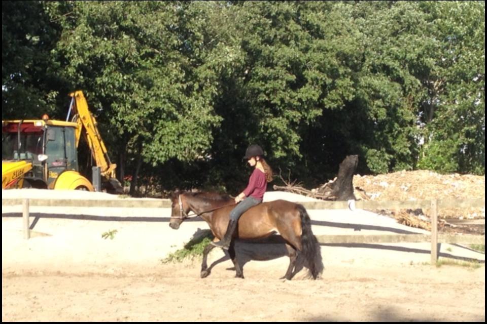 Anden særlig race Hollywood (Holly) billede 5