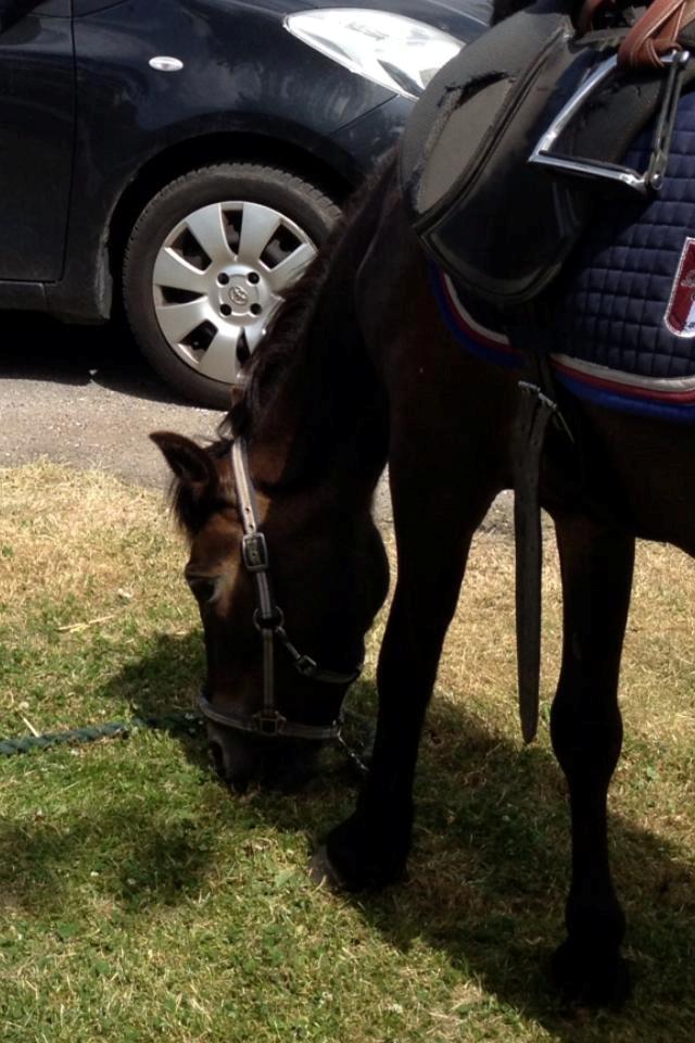 Anden særlig race Hollywood (Holly) billede 6