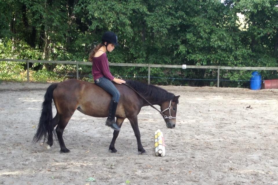 Anden særlig race Hollywood (Holly) billede 8