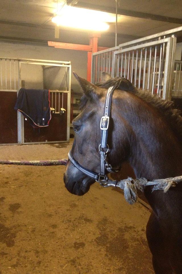 Anden særlig race Hollywood (Holly) - Hehe både Holly og jeg er trat af det dårlige vær! sommer 2013 billede 10