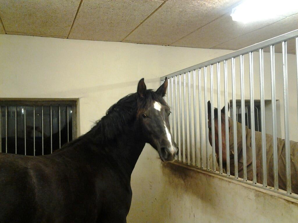 Anden særlig race Bailey billede 2