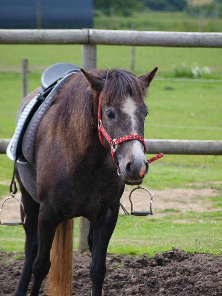 Anden særlig race Necupina (Pina) - Putte med sadel på for 3. gang ;) billede 15