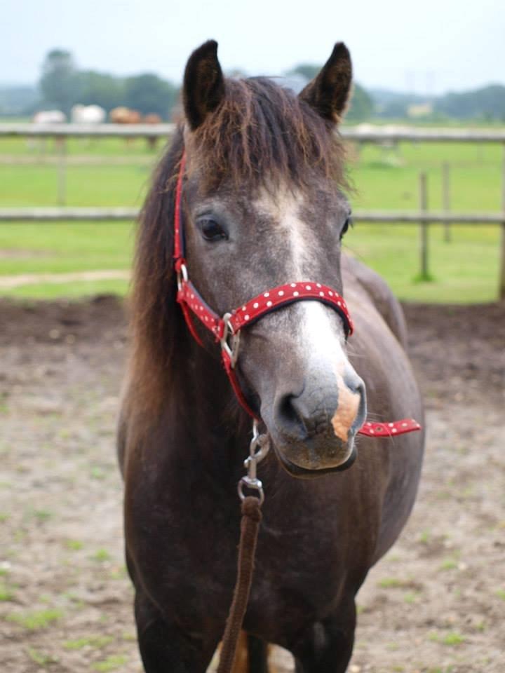 Anden særlig race Necupina (Pina) - Søde søde Pina<3 billede 16