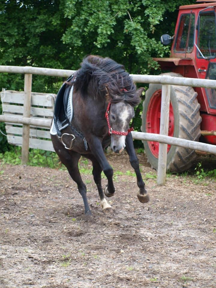 Anden særlig race Necupina (Pina) - Første gang med stigbøjler på. billede 18