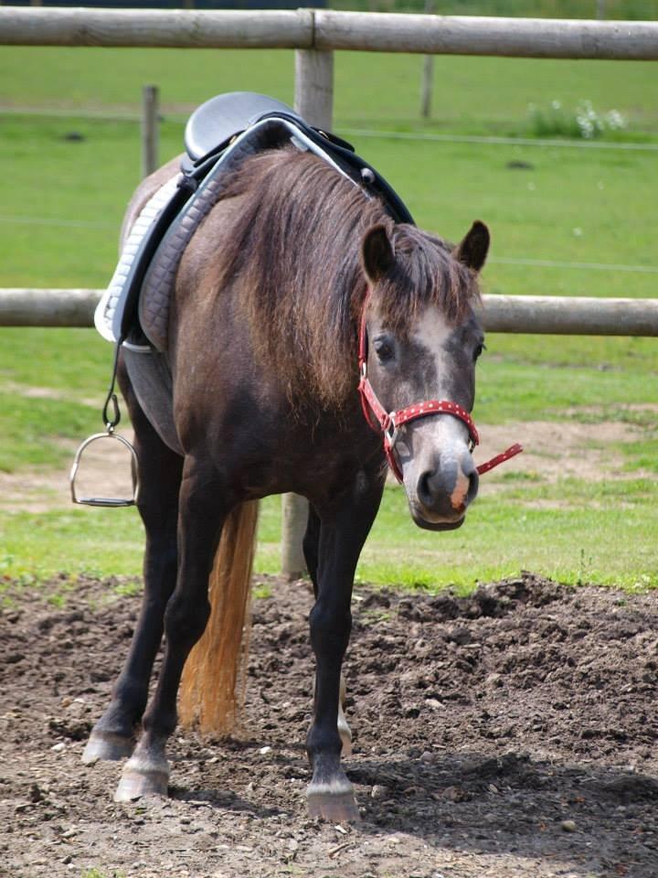 Anden særlig race Necupina (Pina) - Kan man få en nemmere 3 års? ;) billede 19