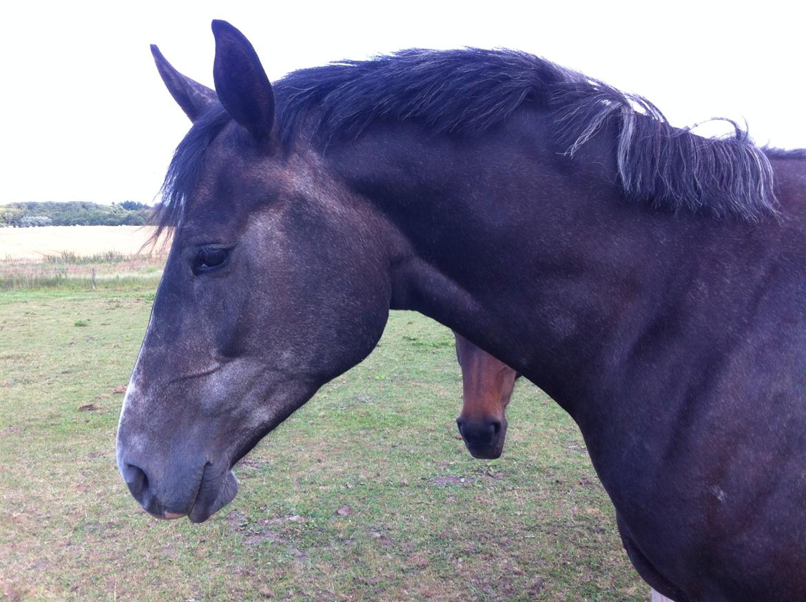 Anden særlig race Bailey billede 1