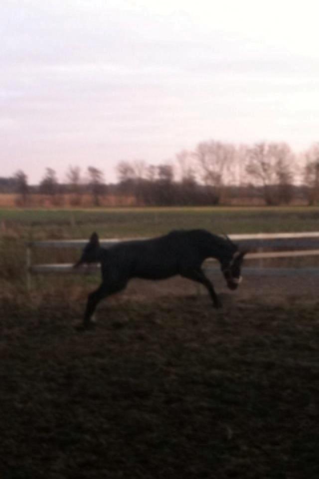 Anden særlig race Bailey billede 6