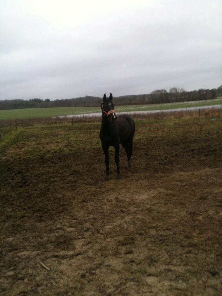 Anden særlig race Bailey billede 7